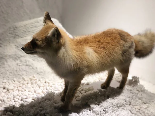 red fox in the snow