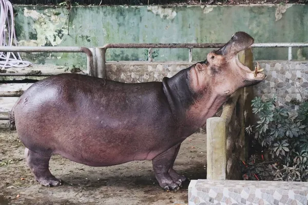 Eine Große Kuh Zoo — Stockfoto