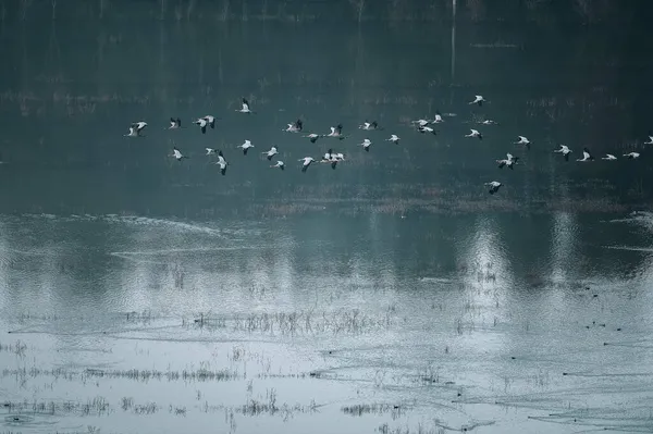 flock of birds in the lake