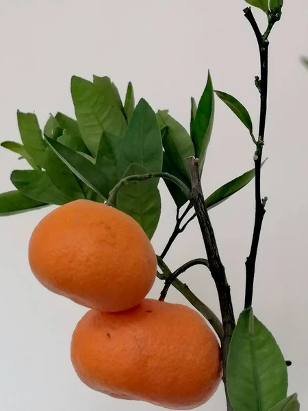 ripe orange fruit on a branch