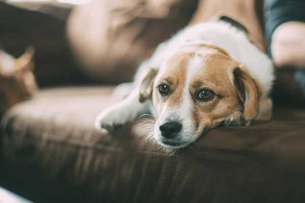 cute beagle dog lying on sofa and looking at camera