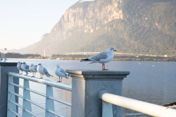 seagull on the pier in the city of venice, italy