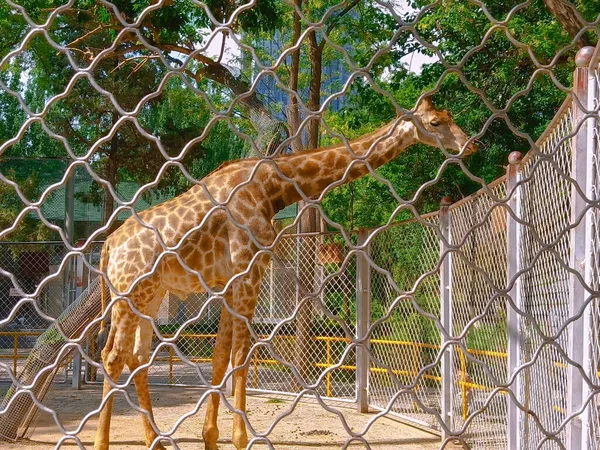 a closeup shot of a cute giraffe in a cage
