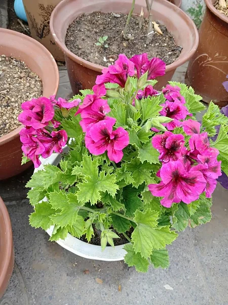 beautiful flowers in pots in the garden