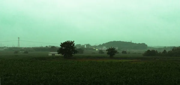 beautiful landscape with a tree and a field of trees