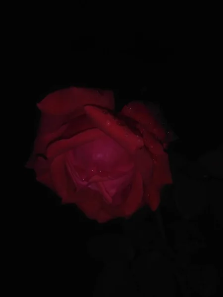 beautiful red rose on black background
