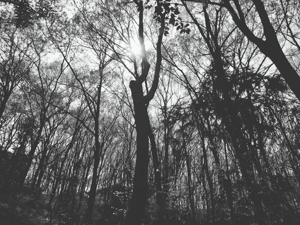 black and white photo of a tree in the forest