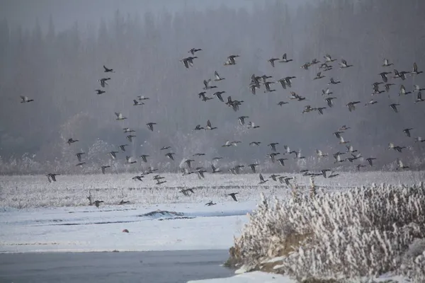 flock of birds in the snow