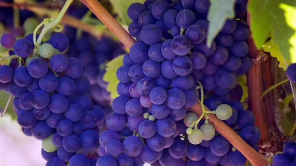 bunch of grapes on a background of blue sky