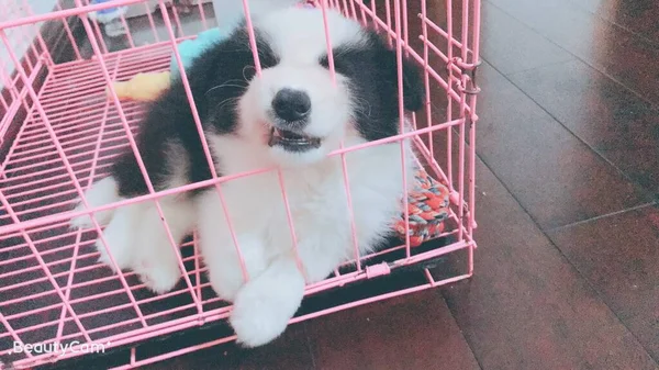 cute dog in the cage