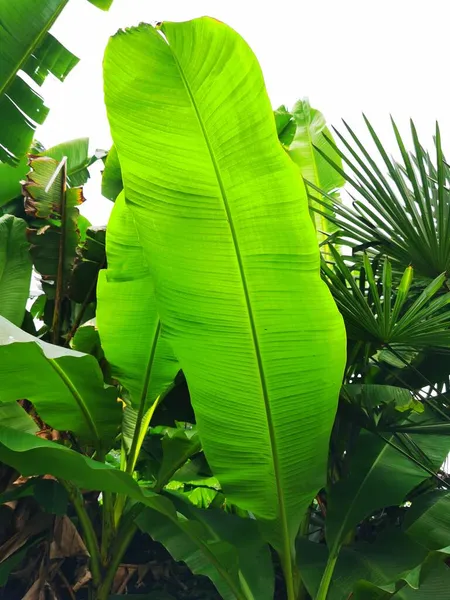 green leaves of banana leaf on a white background