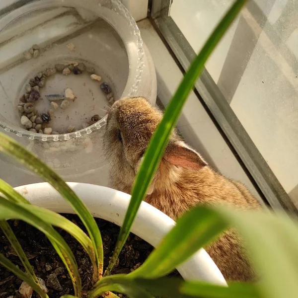 a small cat is eating a plant in the garden