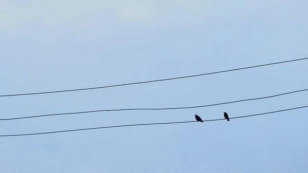 birds on the wires in the sky