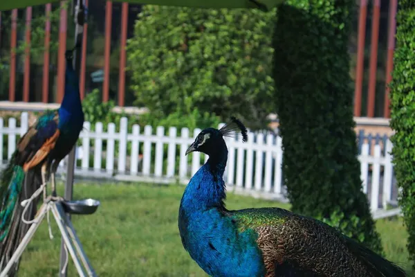 peacock with blue eyes and green feathers