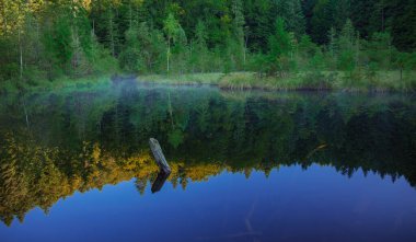 sakin doğa arkaplan manzarası sabah gölü sisi ve sudaki batık ağaç çıkıntısı yüzeye yansıyor