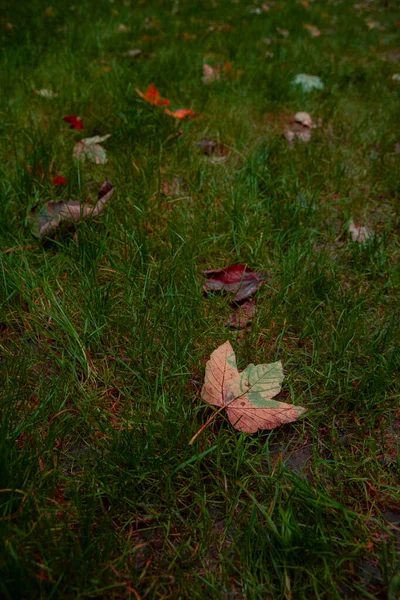 Falling Leaf Autumn Park Land Grass Ground Background Texture Perspective — Stock Photo, Image