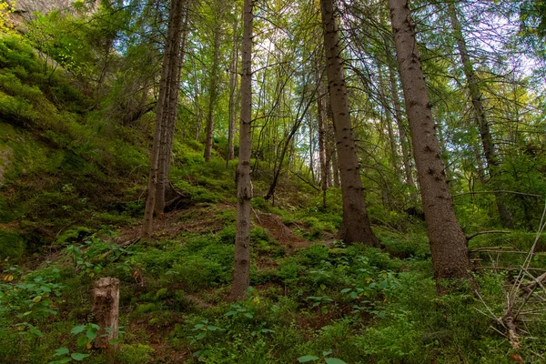 Las Highland Przestrzeń Malowniczy Widok Zimnej Porze Roku Regionie Środowiska — Zdjęcie stockowe