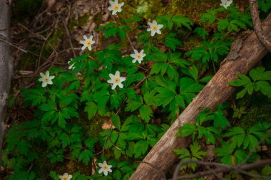 İlkbahar günü doğa manzarası beyaz papatyalar ve yeşil çimenler çiçek mevsimi fotoğrafçılığı.
