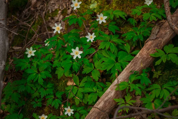 İlkbahar günü doğa manzarası beyaz papatyalar ve yeşil çimenler çiçek mevsimi fotoğrafçılığı.