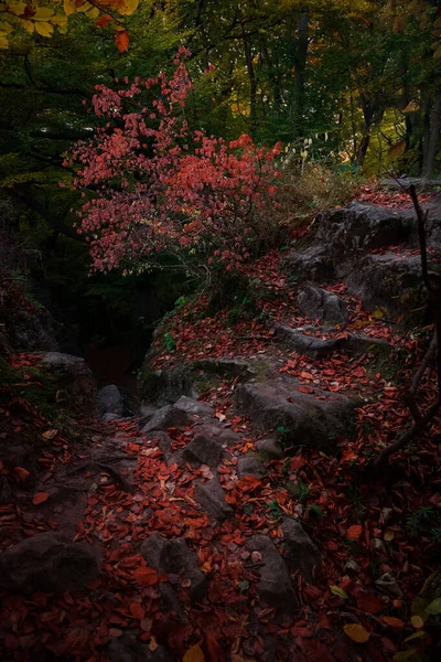 Magische Wald Landschaft Szenische Ansicht Vertikale Fotografie Der Herbstsaison Dämmerung — Stockfoto