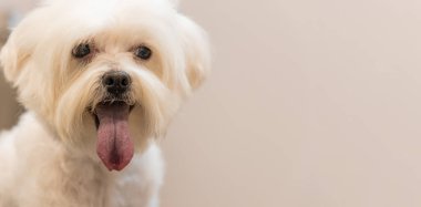 Gülümseyen mutlu köpek suratı bej arkaplan reklam alanı üzerinde fotoğrafçılığın panoramik biçimi için yakın plan portresi, dile odaklanma, odaklanmamış gözler