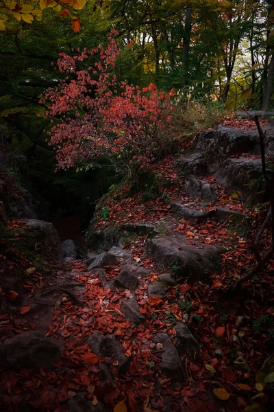 Dramatische Wald Land Landschaft Umwelt Raum Mit Blüte Rosa Laub — Stockfoto