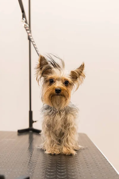 Pequeno Retrato Cão Lamentável Olhando Para Câmera Depois Lavar Salão — Fotografia de Stock