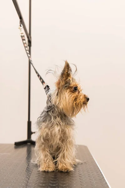 Pequeno Cão Lamentável Após Lavagem Grooming Fotografia Vertical Retrato Animal — Fotografia de Stock
