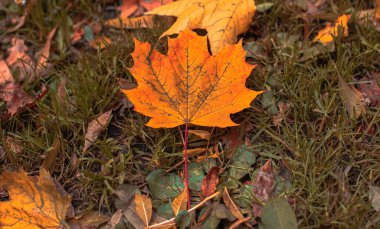 Sonbahar mevsimi doğa sahnesi yere düşen yaprak, sarı ve turuncu dramatik fotoğraflar.