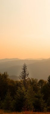 Dağ zirvesindeki yalnız ağaç dramatik manzara dikey fotoğraf günbatımı gökyüzü turuncu arka plan manzarası ön planda yumuşak çam ağacına odaklanma
