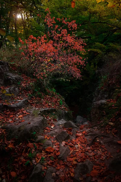 Paisagem Encantada Fantasia Floresta Vista Dramática Árvores Com Folhagem Verde — Fotografia de Stock