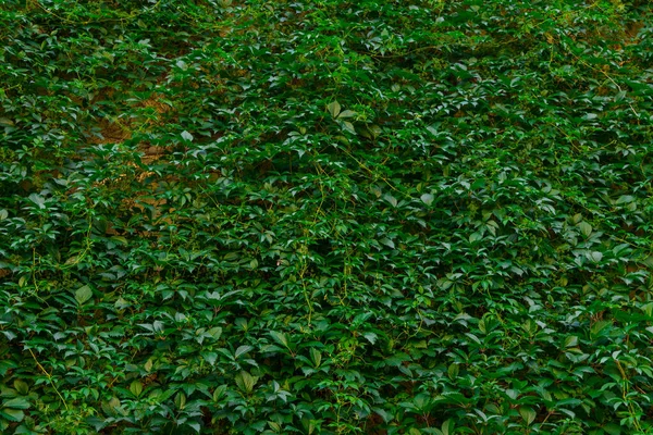 Grün Laub Blumen Wand Auf Gebäude Außen Seite Frühling Zeit — Stockfoto