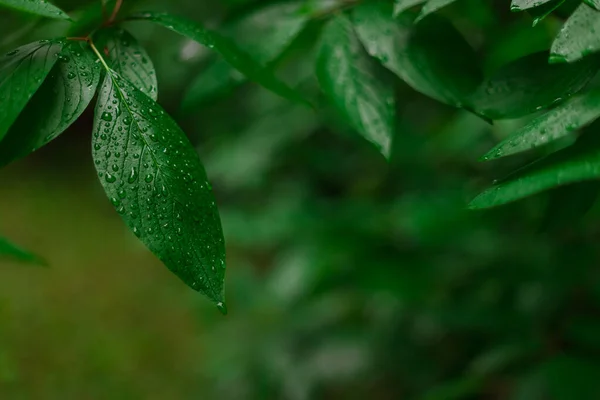 Влажная Листва После Дождя Капель Воды Листьях Мягкий Фокус Цветочный — стоковое фото