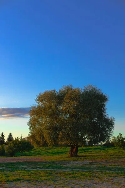 Printemps Campagne Côté Paysage Vertical Photographie Avec Colline Verte Arbre — Photo