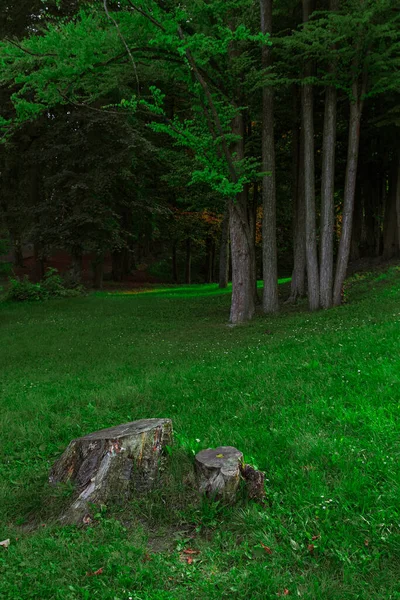 Photographie Verticale Forêt Lisière Parc Nature Extérieur Environnement Espace Avec — Photo