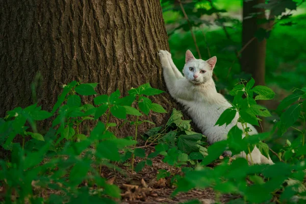 Weiße Katze Park Posiert Tier Thema Fotografie Frühling Zeit Tag — Stockfoto