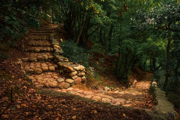 Древняя Пешеходная Дорожка Лесу Дикой Природы Каменная Дорожка Лестница Построенные — стоковое фото