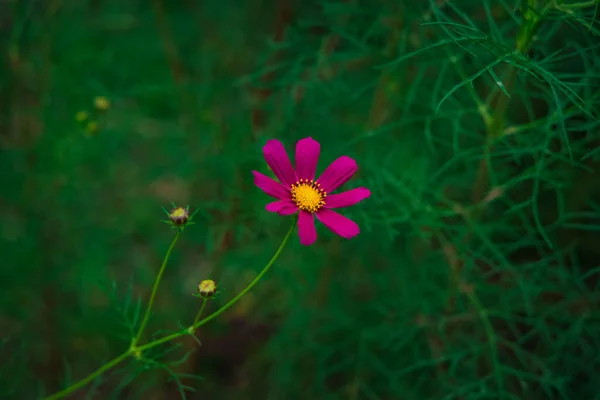 Wiosna Czas Kwitnienia Sezon Purpurowy Kwiat Widok Ogród Ciemnozielony Krzak — Zdjęcie stockowe