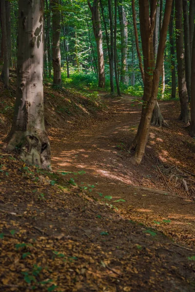 Πρωινό Μονοπάτι Δάσος Καμπύλο Μονοπάτι Πόδι Τρόπο Για Ειρηνική Περπάτημα — Φωτογραφία Αρχείου