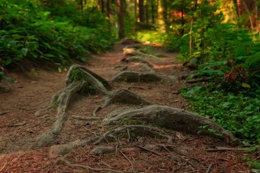 Orman kökleri güneşli bahar mevsimi ahşap arazi açık hava alanı, yumuşak odak ve gürültü kirliliği kavramı doğal fotoğrafçılık