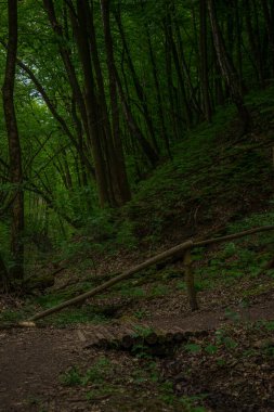 Orman ormanlarında alacakaranlık aydınlatmasının dikey fotoğrafı. Toprak yolu ve küçük köprü kenar mahalleleri olan çevre alanı.