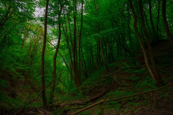 Άνοιξη Πρωί Σούρουπο Στο Δάσος Υπαίθριο Φυσικό Περιβάλλον Χώρο Πράσινο — Φωτογραφία Αρχείου