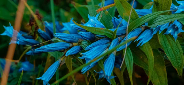 春花闭合在自然景观摄影之外的蓝色花铃铛 — 图库照片