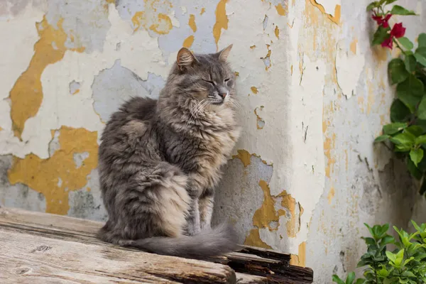 Obdachlose Verschlafene Katze Niedlich Säugetier Porträt Sitzt Pose Der Nähe — Stockfoto