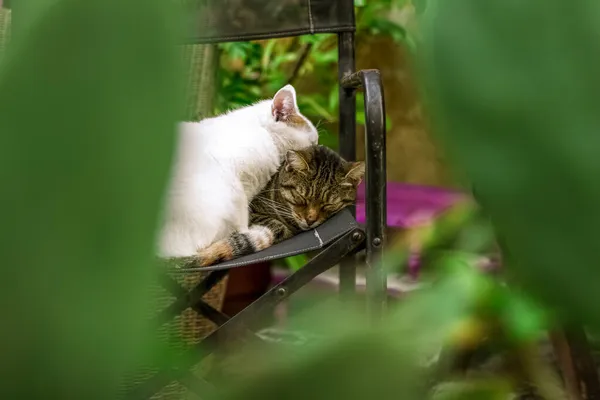 Kot Przytula Krzesło Odkryty Podwórko Ogród Kwiatowy Przestrzeń Zieloną Rośliną — Zdjęcie stockowe