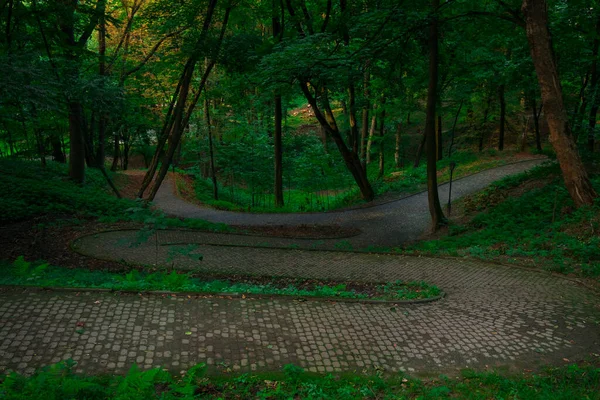 森の中の曲がりくねった道涼しい緑の空間上から眺める春の朝そこに誰もいない舗装された石に焦点を当てる — ストック写真