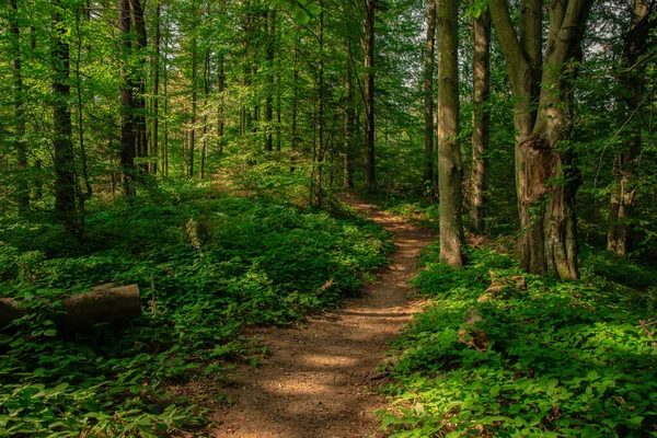 Άνοιξη Ηλιόλουστη Πρωί Γραφική Θέα Στο Δάσος Δάσος Γης Χωματόδρομο — Φωτογραφία Αρχείου
