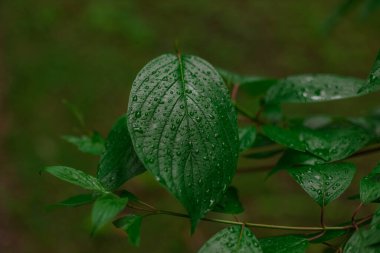 Bahar mevsimi yaprağına yağmur damlaları düşer.