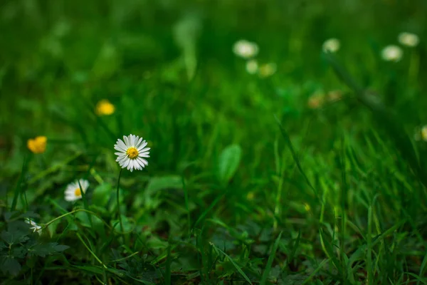 Kamille Kleine Blume Park Land Blühen Saison Tag Zeit Grün — Stockfoto