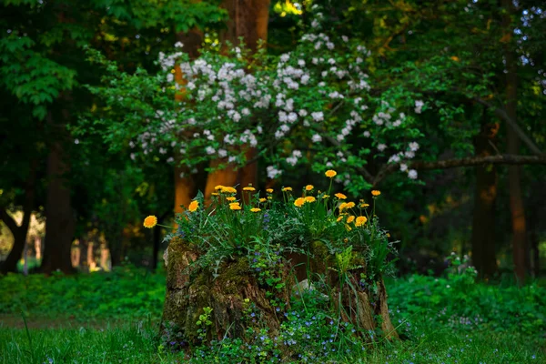 春の公園の土地季節の日の時間風光明媚な環境カモミールスタンプと背景がぼやけて白い花 — ストック写真